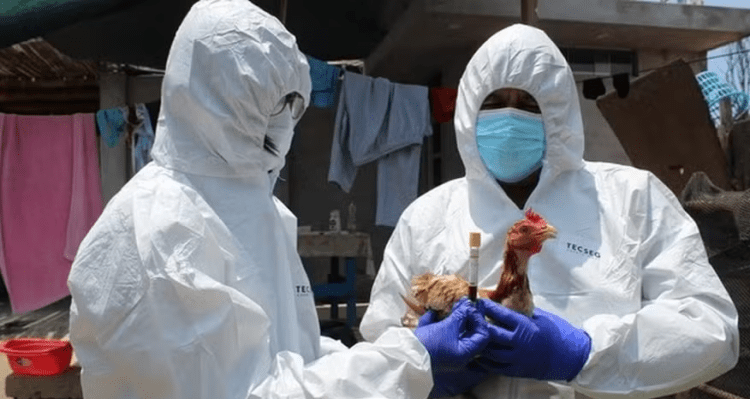 Surto de gripe aviária mata 4 mil aves no Peru
