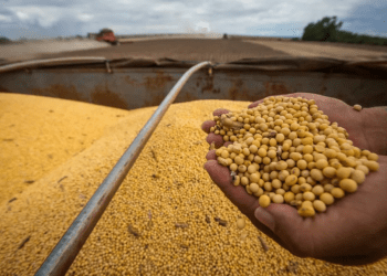 Custo de produção da soja na safra 2024/25 deve crescer em Estado vizinho do Tocantins