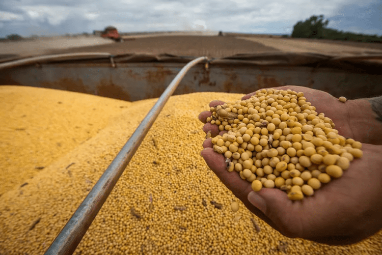 Custo de produção da soja na safra 2024/25 deve crescer em Estado vizinho do Tocantins