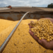Custo de produção da soja na safra 2024/25 deve crescer em Estado vizinho do Tocantins