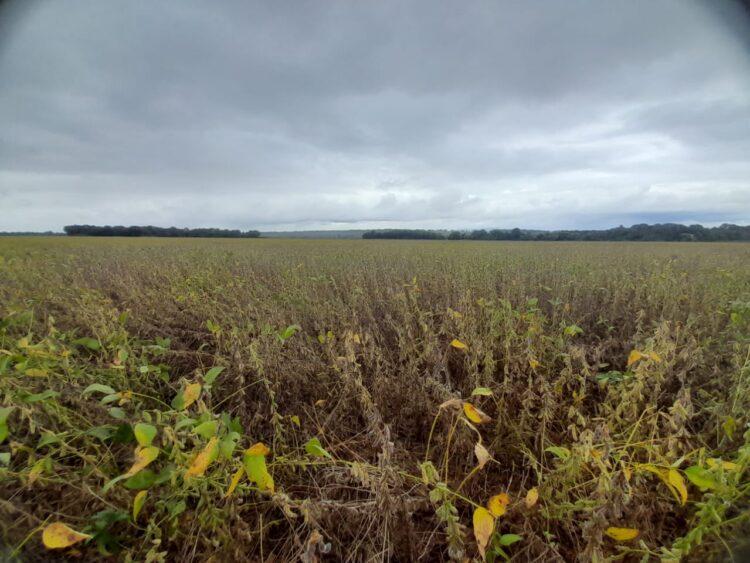 Cooperados da Frísia dão início à colheita de soja no Tocantins
