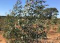 Eucalyptus para as condições climáticas e de solo do Tocantins