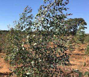 Eucalyptus para as condições climáticas e de solo do Tocantins