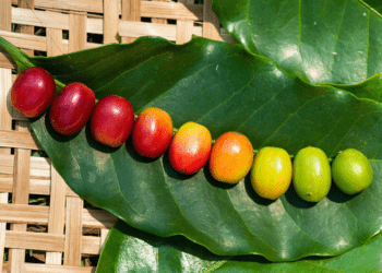 Café canéfora tem zoneamento de risco climático atualizado