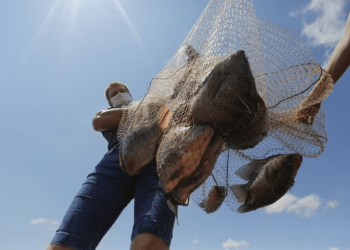 Produção de peixes cresceu menos que o esperado em 2023 no Brasil