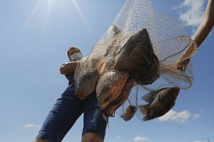 Produção de peixes cresceu menos que o esperado em 2023 no Brasil