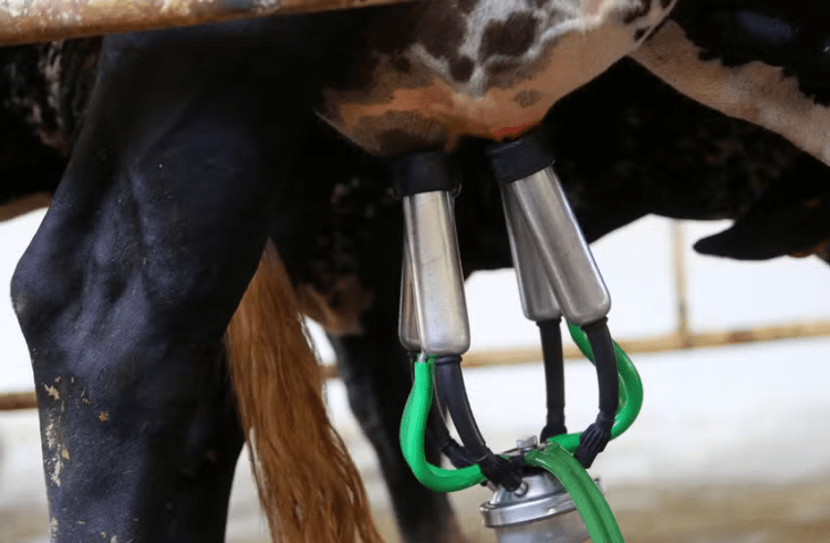 ‘Minas grita pelo leite’: por que os pecuaristas estão protestando?