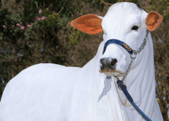 Vaca de R$ 21 milhões leiloada em SP entra para o livro dos recordes