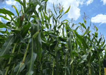 Soja reage e sobe 2% na bolsa de Chicago; milho e trigo caem, com pressão de oferta