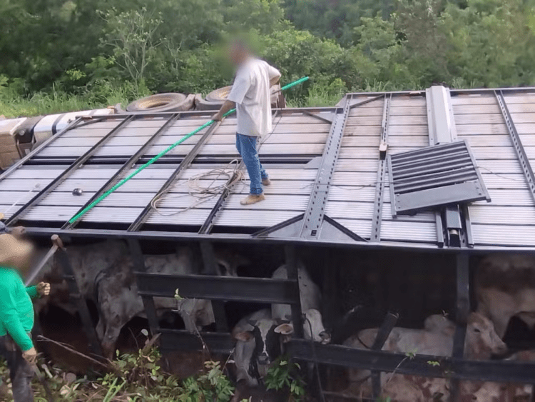 Bois morrem após motorista se distrair com goteira em cabine e carreta tombar, diz polícia