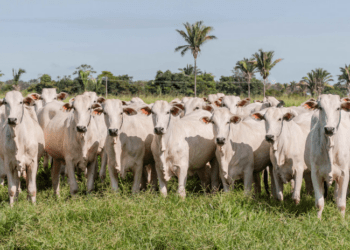 Tocantins recebe do Ministério da Agricultura reconhecimento nacional de livre da febre aftosa sem vacinação