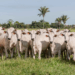 Tocantins recebe do Ministério da Agricultura reconhecimento nacional de livre da febre aftosa sem vacinação