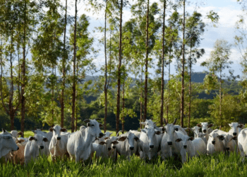 Lucro da Minerva caiu quase 40% em 2023