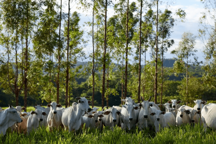 Lucro da Minerva caiu quase 40% em 2023