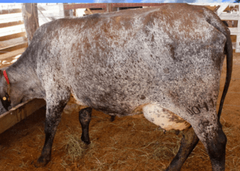 Governo do Tocantins divulga regulamento do torneio leiteiro na Agrotins 2024