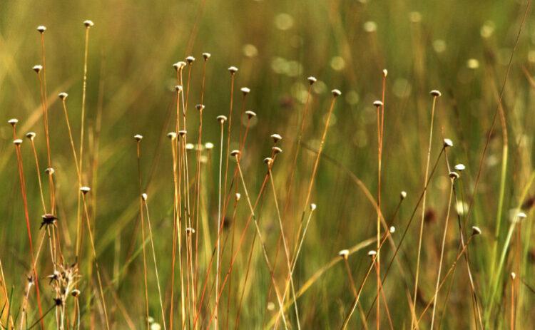 Naturatis destaca que emissão de licença de manejo do capim-dourado e buriti vai até 31 de julho