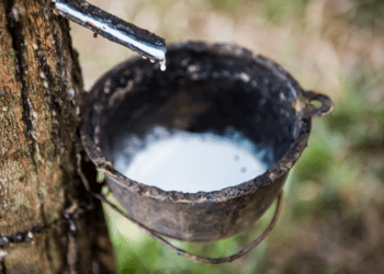 Portaria interministerial divulga subvenção de R$ 70 milhões para equalizar o preço da borracha natural na safra 2023/2024