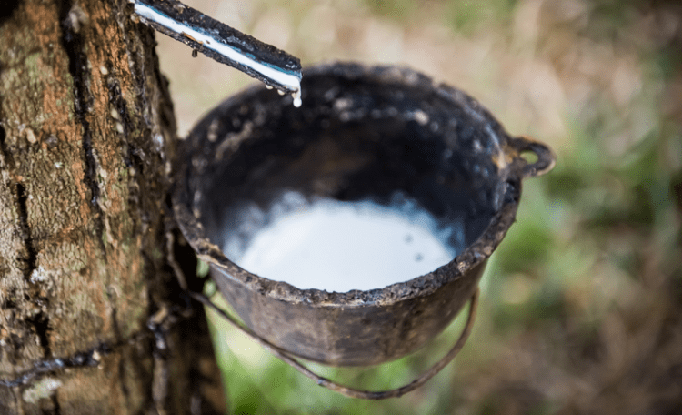 Portaria interministerial divulga subvenção de R$ 70 milhões para equalizar o preço da borracha natural na safra 2023/2024