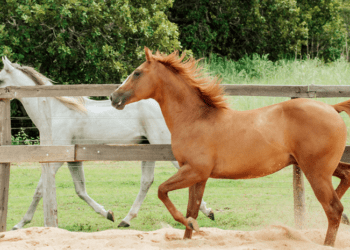 Adapec orienta sobre exigência do cadastro obrigatório para cavalgada e tropeada no Tocantins