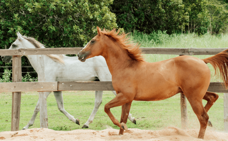Adapec orienta sobre exigência do cadastro obrigatório para cavalgada e tropeada no Tocantins