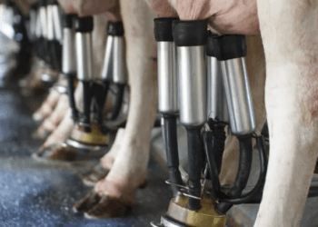 Vaca produz leite com insulina humana pela primeira vez no mundo; entenda