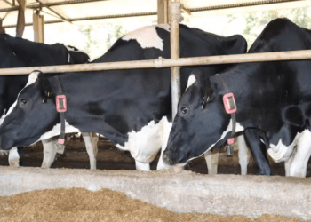 Casos raros de gripe aviária em bovinos preocupam pecuaristas nos EUA