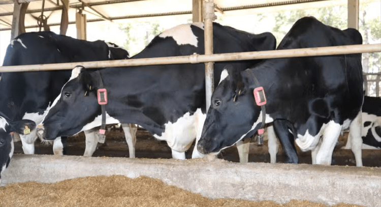 Casos raros de gripe aviária em bovinos preocupam pecuaristas nos EUA