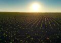 Agricultura brasileira se destaca como referência mundial em modelos sustentáveis, diz especialista