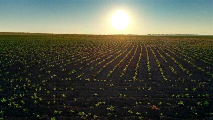 Agricultura brasileira se destaca como referência mundial em modelos sustentáveis, diz especialista