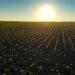 Agricultura brasileira se destaca como referência mundial em modelos sustentáveis, diz especialista