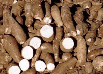 Oferta de mandioca cresce e preços se comportam de forma distinta entre regiões