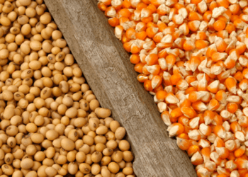 Portos do arco norte representam 31,6% das exportações de milho e soja, em março