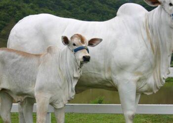 Cepea indica momento propício para compra de boi magro visando confinamento
