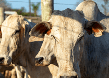 Mapa antecipa vacinação nos últimos cinco estados em busca do reconhecimento de território livre de febre aftosa sem vacinação