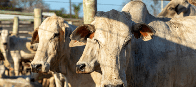 Mapa antecipa vacinação nos últimos cinco estados em busca do reconhecimento de território livre de febre aftosa sem vacinação