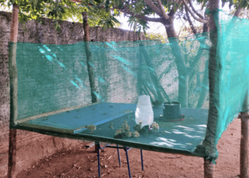 Escola Estadual Padre José de Anchieta de Sandolândia vence prêmio Escola que Transforma com projeto de criação de aves
