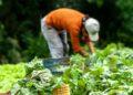 Coalizão Brasil defende investimento na agricultura familiar como forma de ampliar a segurança alimentar no país