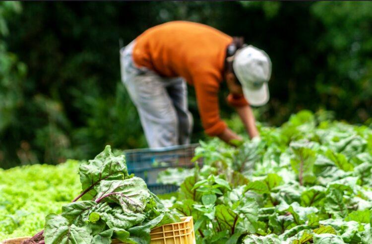 Coalizão Brasil defende investimento na agricultura familiar como forma de ampliar a segurança alimentar no país