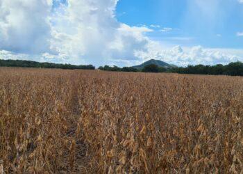 SOJA: No Tocantins a colheita mostra progresso, no entanto, outros estados sofrem com o clima ruim