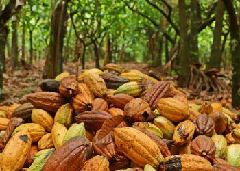 Projeto avalia os insetos polinizadores do cacau em diferentes sistemas de produção