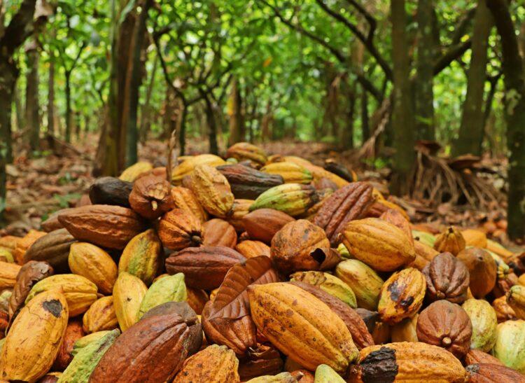 Projeto avalia os insetos polinizadores do cacau em diferentes sistemas de produção