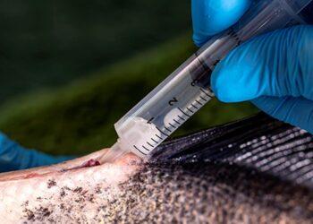 Pesquisadores da Embrapa Pesca e Aquicultura adaptam técnica que acelera o crescimento do tambaqui