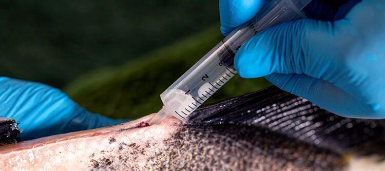 Pesquisadores da Embrapa Pesca e Aquicultura adaptam técnica que acelera o crescimento do tambaqui