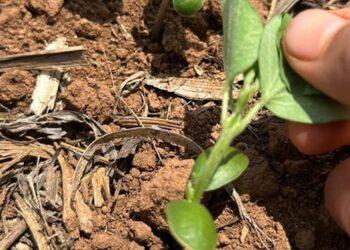 Embrapa e Innova Agrotecnologia desenvolvem primeiro bioinsumo com dupla função para a cultura da soja