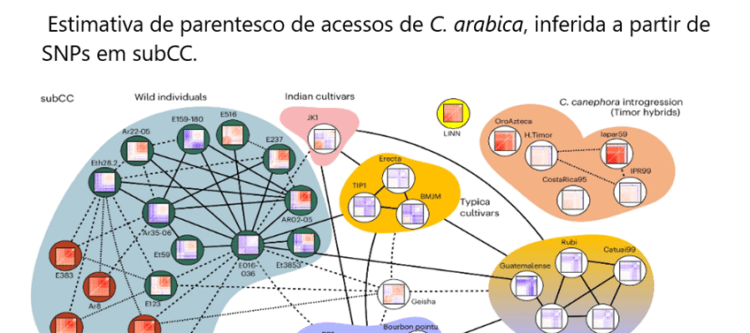 Genoma referência do café arábica é sequenciado com participação de pesquisadores brasileiros