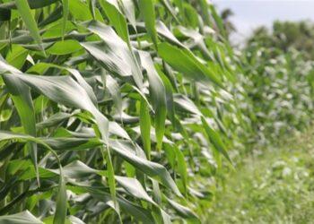 Exportação: Preços do milho brasileiro sofrem queda