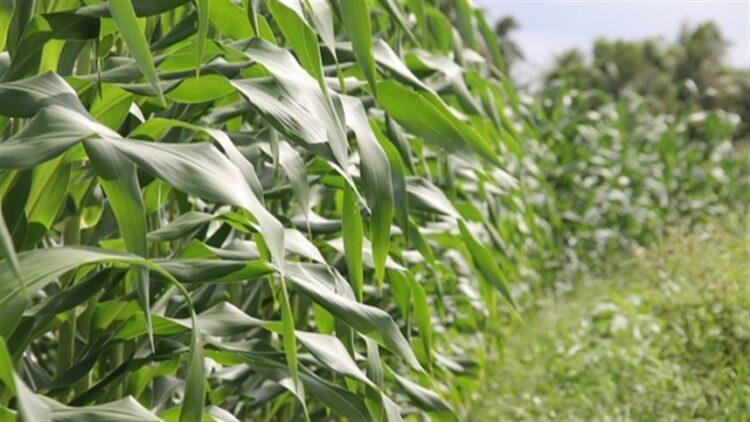 Exportação: Preços do milho brasileiro sofrem queda