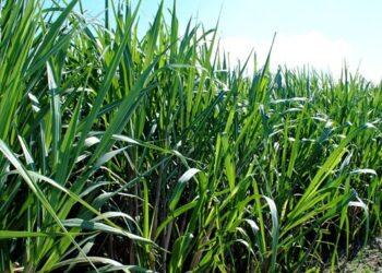 Atraso do plantio aumenta desafios ambientais da cana-de-açúcar na safra 2024/2025