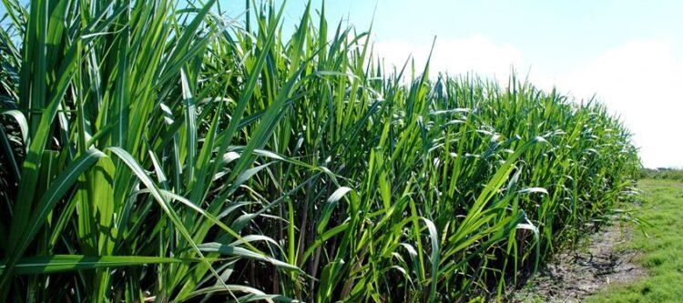 Atraso do plantio aumenta desafios ambientais da cana-de-açúcar na safra 2024/2025