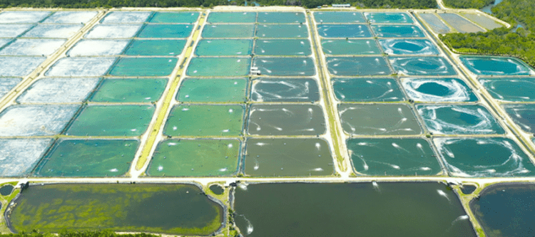 Brasil conquista dois novos mercados para pescados na Índia